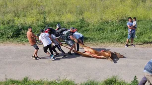 Locura de sangre: volcó un camión con vacas en Ruta 9, las mataron a golpes y faenaron ahí mismo