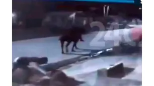 "Cabachorros": ladrones a caballo persiguieron a un hombre y le robaron el celular y la billetera