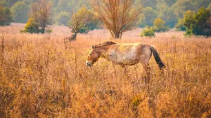 A 40 años de Chernobyl: cómo el caballo de Przewalski encontró un refugio inesperado en la zona radiactiva