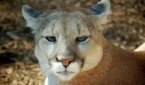 Jujuy: un hombre mató a golpes a un puma con un garrote y fue multado