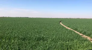 Operaciones de compra y venta de campos: las oportunidades en medio de la crisis económica