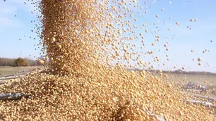 Soja por las nubes: "La crisis en Ucrania está subiendo los precios de productos agrícolas"