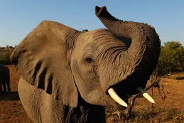 Botsuana busca derechos para vender marfil de elefante
