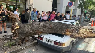 Un árbol se desplomó en pleno centro de Córdoba