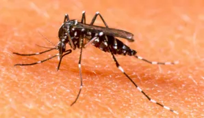 Alerta por chikungunya en Argentina: ya hay 433 casos y crece la transmisión local