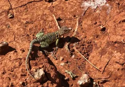 La Tierra al borde de una extinción masiva: “alerta roja” sobre 48.646 especies amenazadas