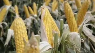 Alerta en la producción de maíz por la aparición y expansión de la enfermedad de la mancha blanca