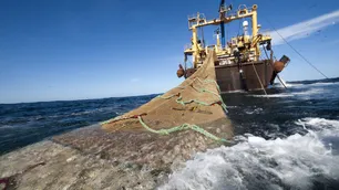 Pesca ilegal: Argentina está entre los tres países más perjudicados del mundo