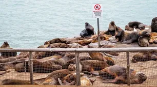 Crece la epidemia de gripe aviar que afecta a los lobos marinos