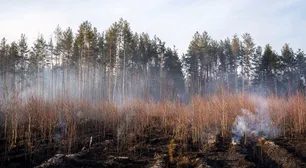 Qué pasa con la radiación tras los incendios en la zona de exclusión de Chernobyl