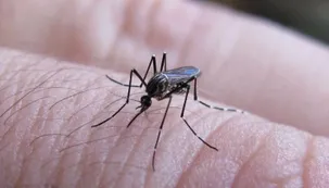 Cuando el mosquito no se ve: las razones detrás de un diciembre que picó menos
