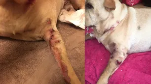 Vecinos de Saavedra en alerta por los ataque de un perro raza Pitbull