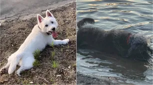 Llevó a sus perros a una laguna a jugar y murieron por algas tóxicas