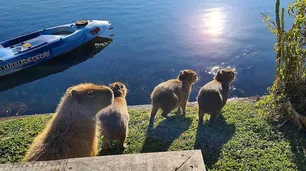 Crece la población de carpinchos en Nordelta y vecinos alertan por la aparición de animales heridos y muertos