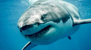Los tiburones de Ciudad del Cabo habrían desaparecido por "ballenas asesinas"