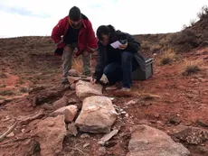 Descubrieron huesos provenientes de los dinosaurios más grande que habitaron en Neuquén