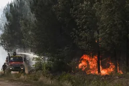Cinco claves para entender la emergencia forestal argentina