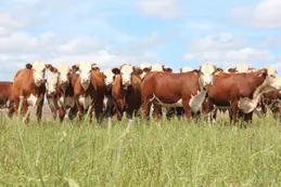 El IPCVA realizará una jornada sobre rentabilidad ganadera en campos con agricultura