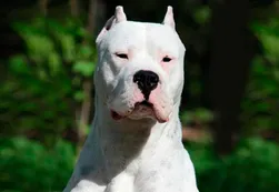Un vigilante murió atacado por 9 dogos que no lo reconocieron