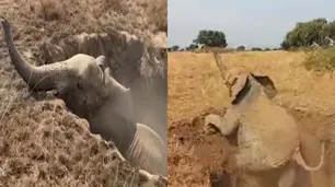 Video | Así fue el rescate de un elefante filmado por un argentino