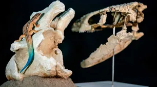El "mini sobreviviente" de la Patagonia: hallan un extraño reptil que convivió con los últimos dinosaurios