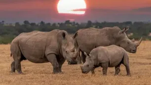 Se remata la granja de rinocerontes más grande del mundo
