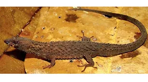 Hallaron en Venezuela una especie de lagarto que parece un cocodrilo; sólo hay un ejemplar