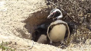 Punta Tombo: el ministro de Turismo de Chubut explicó cómo fue la matanza de más de 500 pingüinos