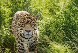 “Qaramta”, la historia del yaguareté chaqueño que ruge en El Impetrable