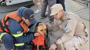 Video: Prefectura Naval rescató a una perrita que había caído en una boca de tormenta