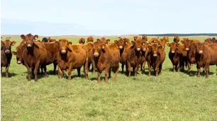 Carne al alza: aseguran que la falta de ganado presionó los precios
