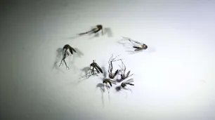 Dengue: el CONICET reveló que las larvas del mosquito pueden respirar bajo el agua