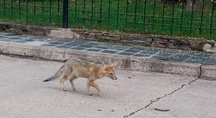Zorros enfermos en Carlos Paz: vecinos exigen atención ante riesgos de contagio y ataques a mascotas
