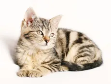 La historia de Oscar, el gato que predice las muertes en un geriátrico