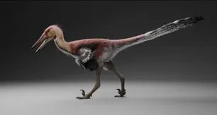 Descubren en Santa Cruz una nueva especie de dinosaurio depredador de hace 66 millones de años
