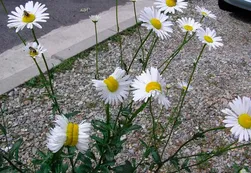Crecen "margaritas mutantes" junto a la planta nuclear de Fukushima