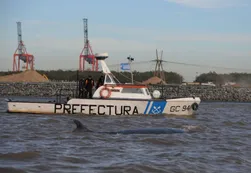 Murió la ballena varada en Dock Sud