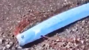 Apareció un pez remo en México: ¿presagio de un desastre natural?