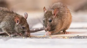 Hepatitis E de rata: el virus que apareció en humanos y preocupa a los científicos