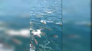 La presencia de delfines en Mar Chiquita deslumbró a los pescadores