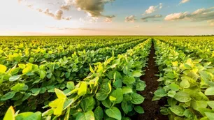 Advierten que cerrar el mercado de carnes puede disparar una nueva "sojización"