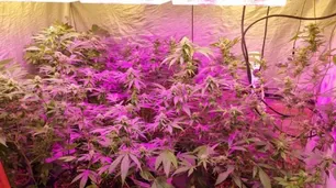 Villa María: en un operativo antinarcóticos detuvieron a un hombre y decomisaron más de 180 plantas de cannabis