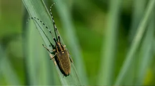 Una enfermedad desatendida: por qué el Chagas afecta a más de 6 millones de personas en el mundo