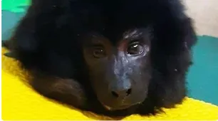 Coco, el mono carayá que encontraron en el placard de una casa de Belgrano y que llegó a Change