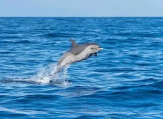 La actividad offshore nos enriquece, pero no a los ecosistemas