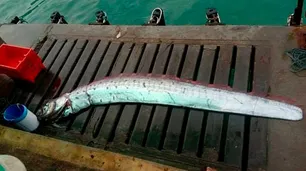 Una extraña especie marina pone en alerta a Perú por posible terremoto