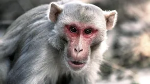 Viruela del mono: denuncian ataques contra primates y la OMS aclaró que "se transmite entre humanos"
