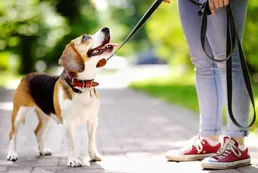 Paseadores de perros, un oficio golpeado por la crisis económica
