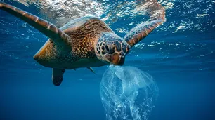 Las tortugas marinas ya creen que el plástico es parte de su dieta