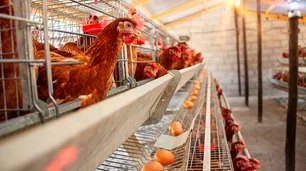 La gripe aviar podría afectar las exportaciones avícolas